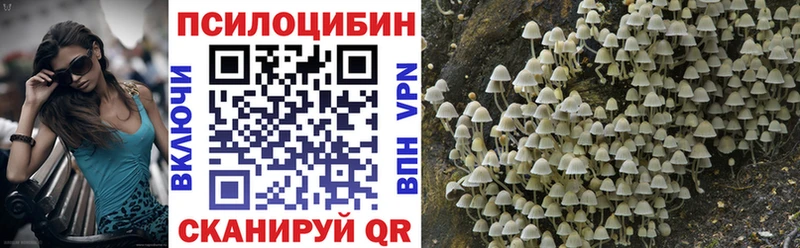 Купить  Чёрмоз  Галлюциногенные грибы Psilocybine cubensis 
